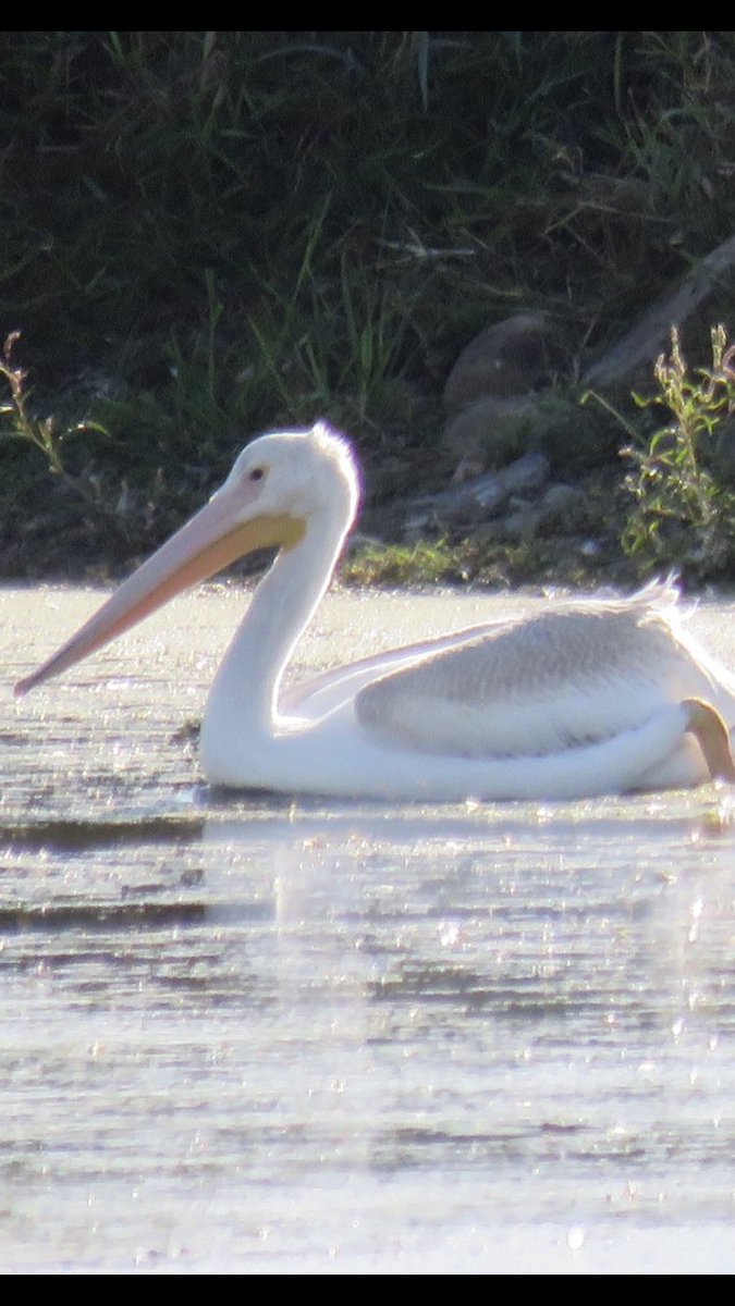 It is such a trip seeing pelicans in Minnesota. I love it #AmericanWhitePelican #TwitterNatureCommunity #Migration #NatureIsCool #Wildlife
