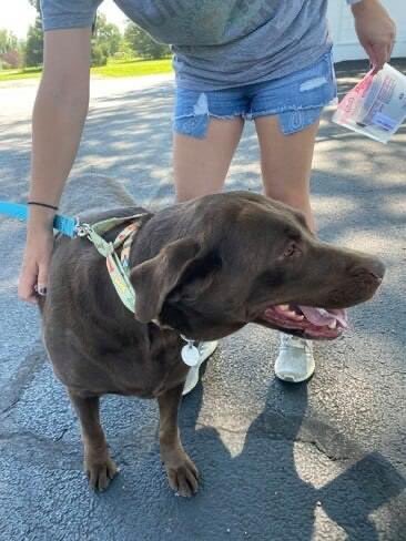 BrooklineLabs's tweet photo. #RESCUERIDE - Today we rescued beautiful Bella straight from the breeding farm. She is a 7 yo AKC chocolate who has had lots of puppies but no longer can. She has the typical sweet Lab temperament, is good with dogs, & loves kids and all people.
#BrooklineLabs #AdoptableLabs https://t.co/noYUQ9GLFI