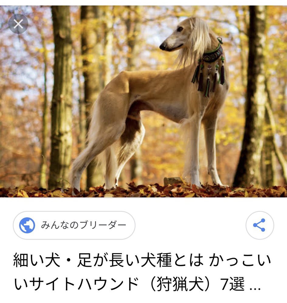 八幡山の情報 フォロワーさんからの呼びかけ 昨日 八幡山駅周辺 で 茶色い大型犬が彷徨っていたそう 家から脱走した感じ 追って呼び掛けても逃げてしまい スピードも早く追えなかったということです 事故に合わないかとても心配されて連絡