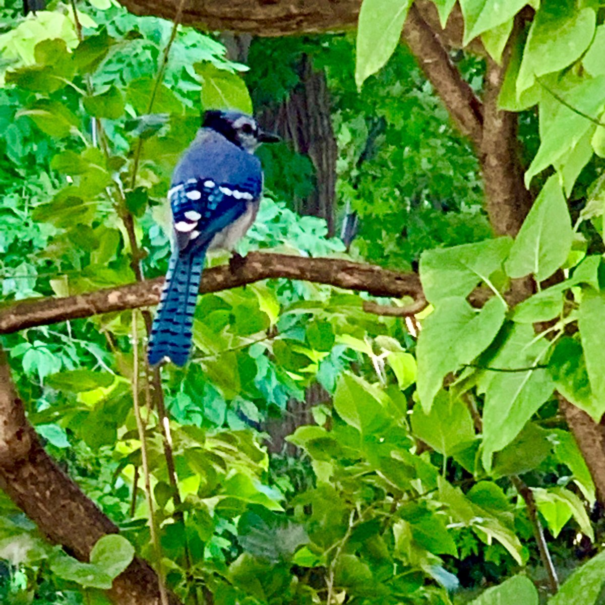 bernardreischl's tweet photo. My little visitor came back this afternoon. It was warbling up a storm! #bluejays #songbirds #birdsofsummer https://t.co/VSw8XHBIXe
