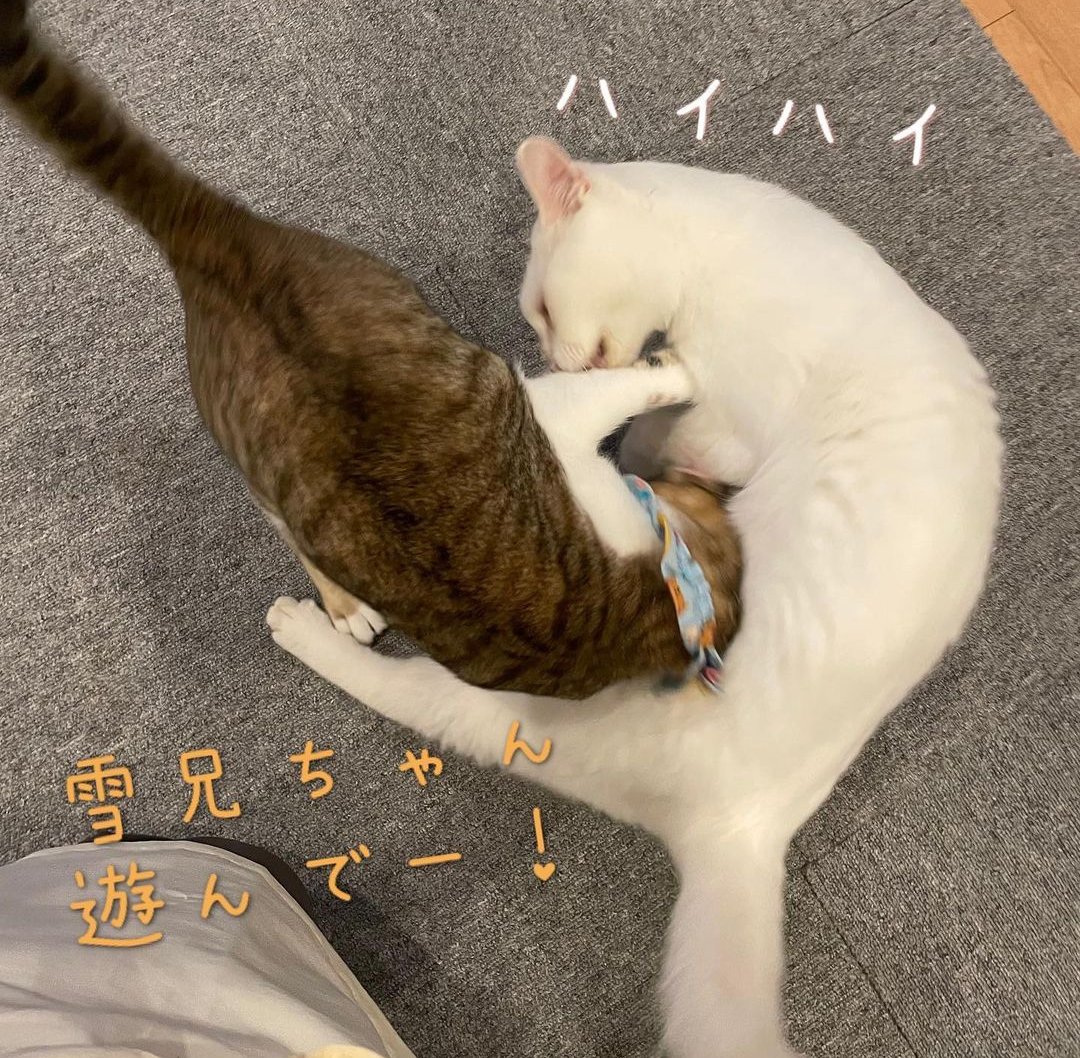 いながき動物病院