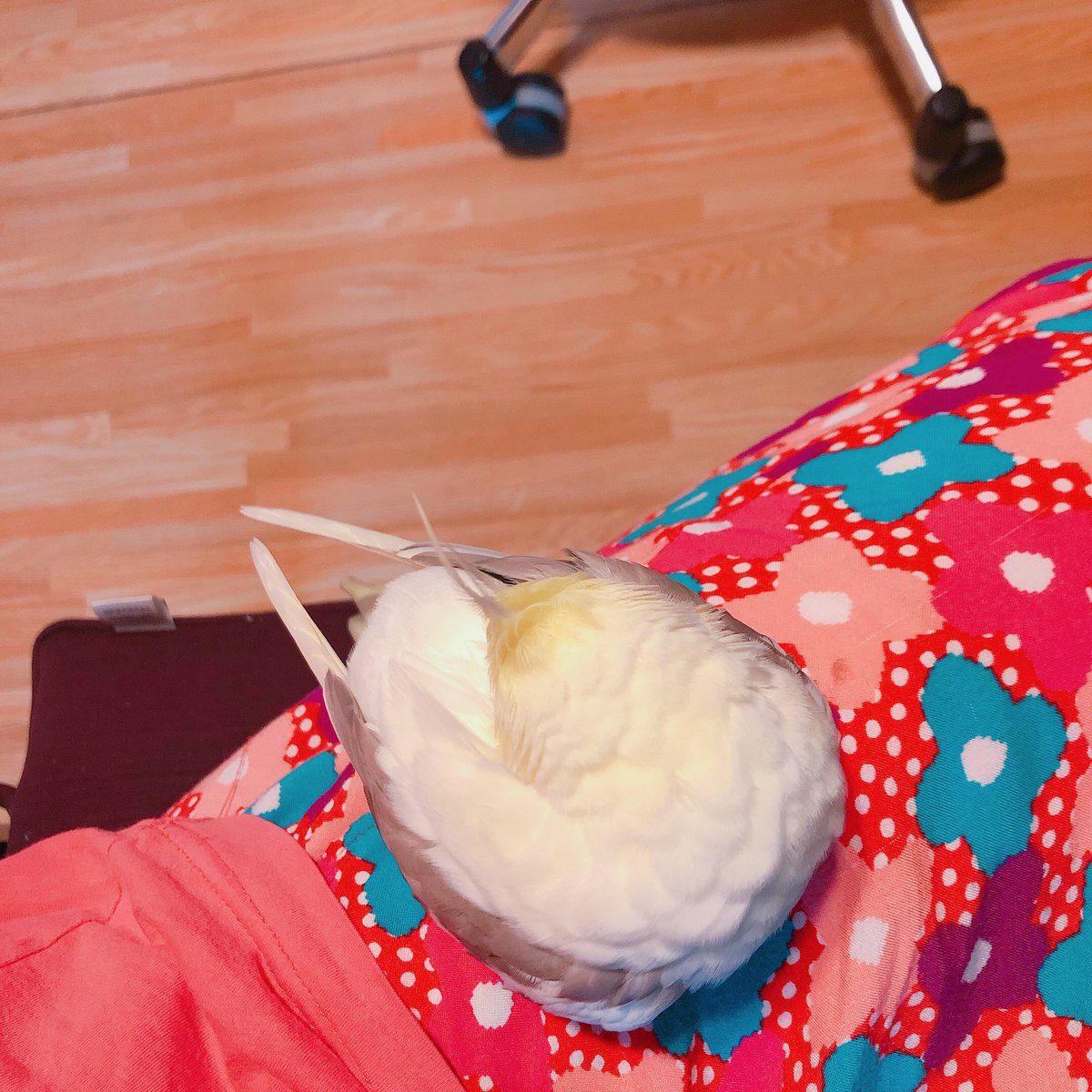 lnknmrp's tweet photo. ㊗️ルナちゃん6歳の誕生日🐣🎊🎈🎈

早いもので、昨日ルナちゃんが6歳に…！
本当におめでとう😭💓
生まれてきてくれて、共に生きてくれてありがとう😭✨

これからも仲良く、健康に過ごしていけたらいいなぁ🥰
大好きだよ、ルナ🥺❤️‍🔥❤️‍🔥

2021.09.07 https://t.co/HrXV5NIYjO