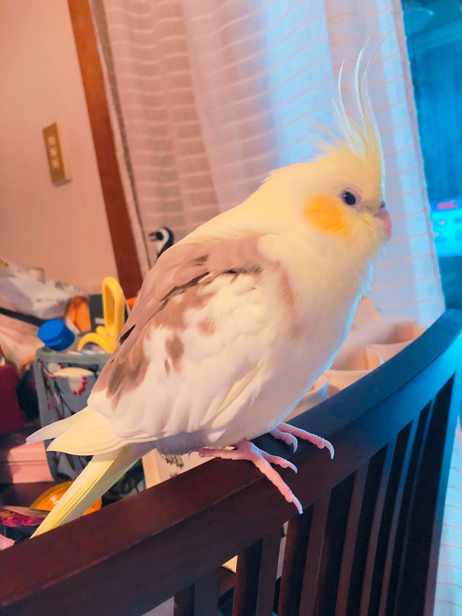 lnknmrp's tweet photo. ㊗️ルナちゃん6歳の誕生日🐣🎊🎈🎈

早いもので、昨日ルナちゃんが6歳に…！
本当におめでとう😭💓
生まれてきてくれて、共に生きてくれてありがとう😭✨

これからも仲良く、健康に過ごしていけたらいいなぁ🥰
大好きだよ、ルナ🥺❤️‍🔥❤️‍🔥

2021.09.07 https://t.co/HrXV5NIYjO