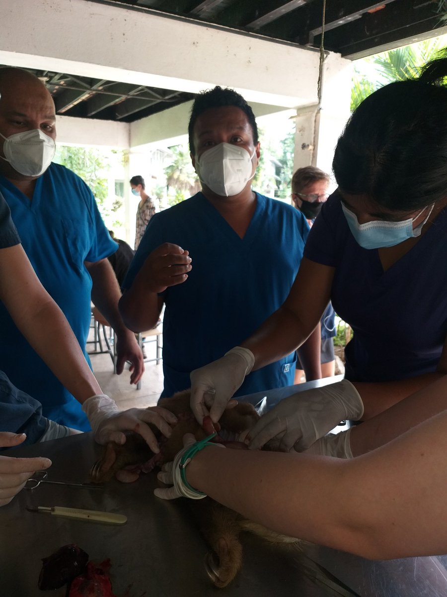 APPC_Panama's tweet photo. Este 3 de septiembre despedimos el último grupo de estudiantes del programa de Medicina Veterinaria. El #teamappc se siente muy feliz de formar parte de este excelente programa de #loopabroad liderado por el Dr. Julio Reyes #appcpanama #panamá https://t.co/e2JC7Fa85C
