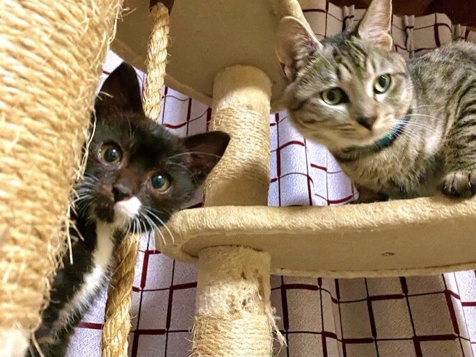 AkihiroSugita's tweet image. 『タイピー日記/taipi』というYouTubeチャンネルをご存知でしょうか？
僕が唯一登録してるチャンネルでして。
そこに出てくる仔ネコのソランくんに、僕メロメロで😍
瀕死の状態からよくここまで大きくなった！と宛ら飼い主の如く毎日楽しみに観てますwww

左がソランくんで右がポンちゃん。かわいい💕