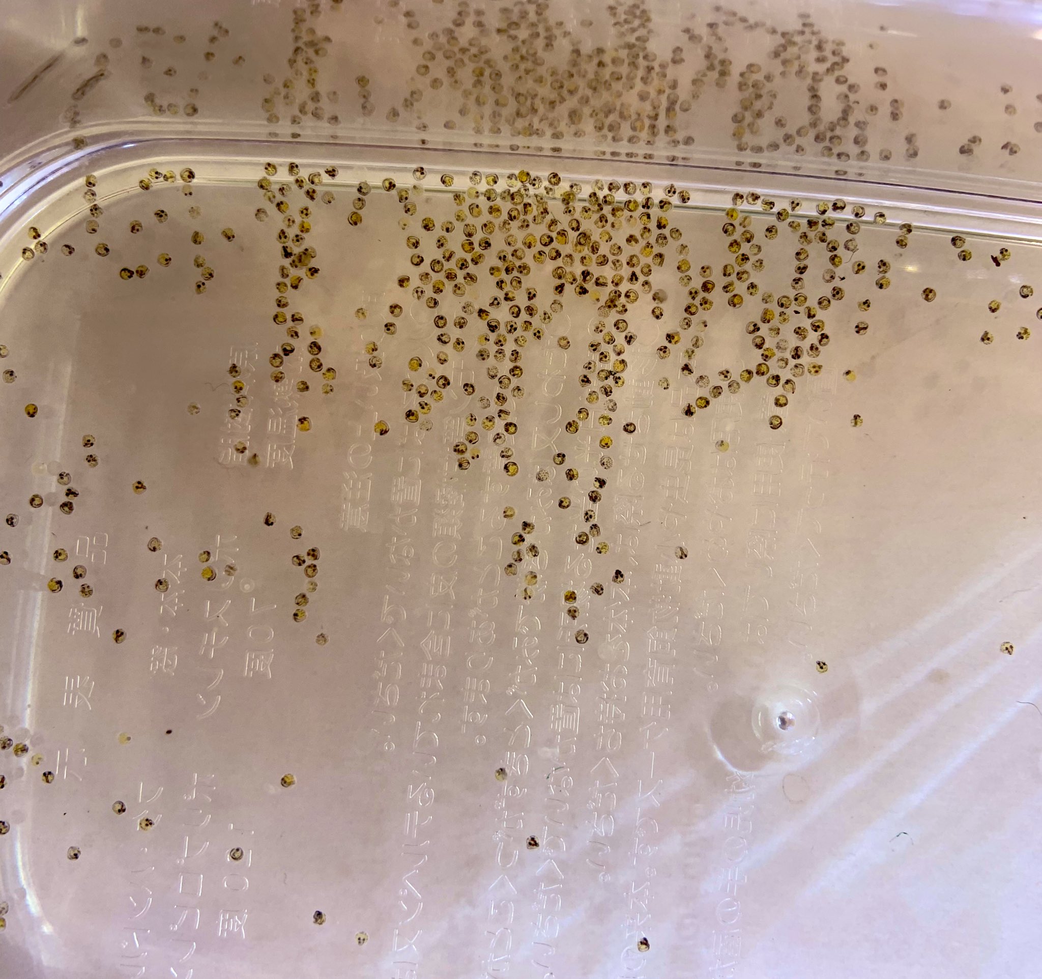 小田原 めだか販売店 卵 卵 卵 無精卵はもうないはず 目が疲れます メダカ 卵 孵化間近 いくつある T Co Jmuk0jq4w7 Twitter