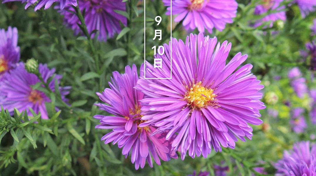 暦生活 こよみせいかつ V Twitter アスター 八重咲き 花の日めくり 花言葉 互いに想う 花期は7 8月 園芸種として一重や八重咲き ぽんぽん咲きなどがあり 花色も赤 青 紫などさまざまです 江戸時代中期に渡来し エゾギク 蝦夷菊 とも呼ばれます 暦生活 こよみせいかつ V Twitter アスター 八重咲き 花の日めくり 花言葉 互いに想う 花期は7 8月 園芸種として一重や八重咲き ぽんぽん咲きなどがあり 花色も赤 青 紫などさまざまです 江戸時代中期に渡来し エゾギク 蝦夷菊 とも呼ばれます