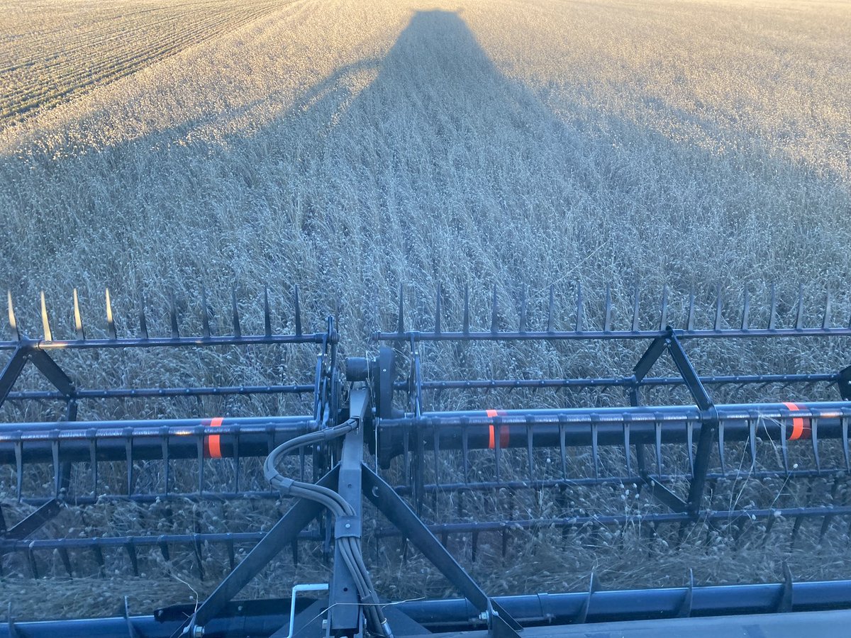 Lung seeds combining Lumio canary seed today.extremely easy to thresh and handle.no itch and yields as good as hairy varieties.