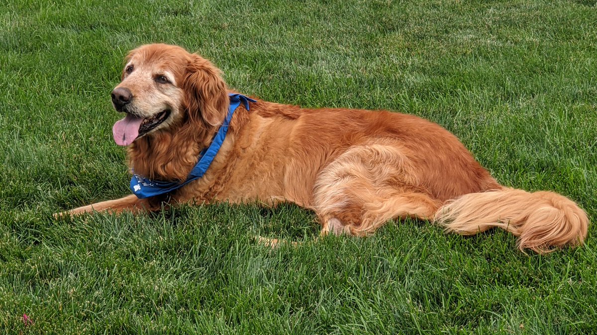 Just Love Goldens Tot Relaxing On This Beautiful Sunny Day Marley Tongueouttuesday Tripawd Sunnyday Rescuedog Goldenretriever T Co Fjwmhngjxc Just Love Goldens Tot Relaxing On This Beautiful Sunny Day Marley Tongueouttuesday Tripawd Sunnyday Rescuedog Goldenretriever T Co Fjwmhngjxc