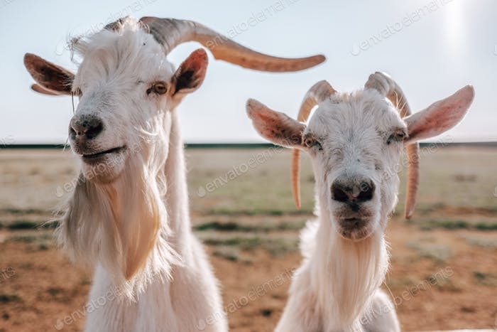 kriscat023's tweet image. undertale fans are like "no way"