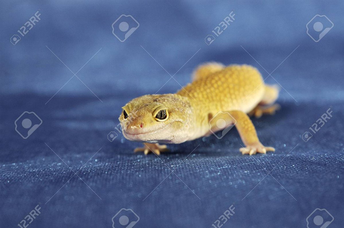 kriscat023's tweet image. undertale fans are like "no way"