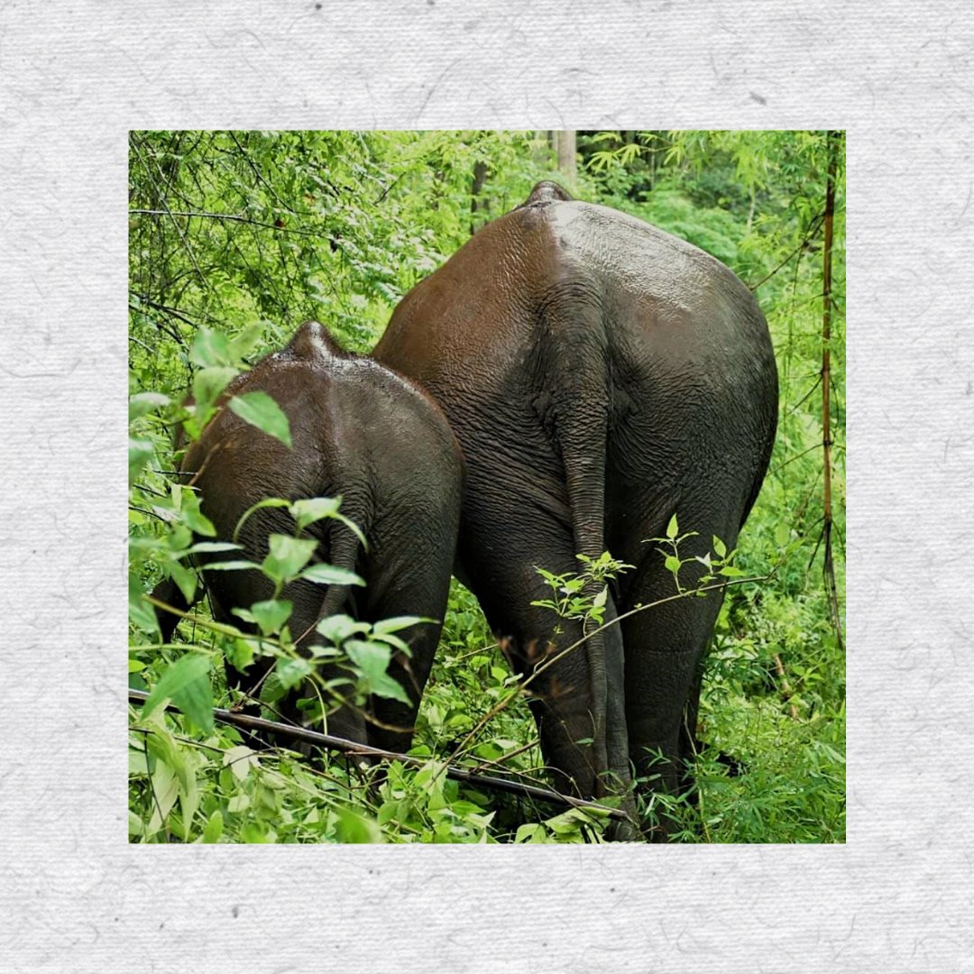 Sassy, badassy mommy and son head off to the woods to Do Good Shit. Quite literally.

Credits: Nick Stewart

#ElrhinoPaper #DoGoodShit #DungPaper
#Elephant #SaveTheElephant