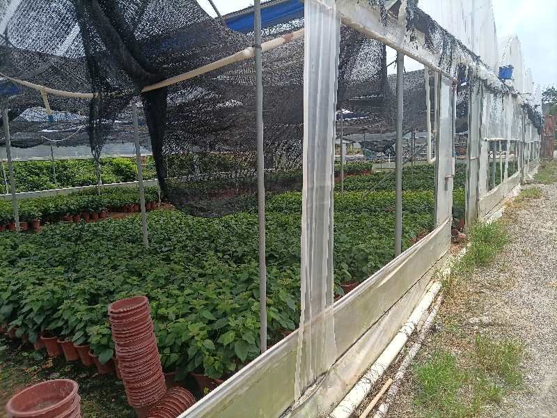 tjPQQEY8DIjO2tg's tweet photo. visited a flower industry cluster in the HK-Macau-GuangdHongkong Greater Bay Area. Very beautiful and refreshing. it's difficult to develop this in such hot weather😁  #GardenersWorld https://t.co/ZET9vI1bLh