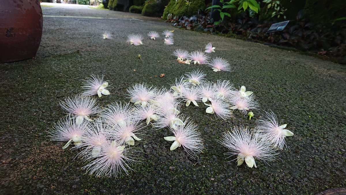 夜咲く花 夜咲く花