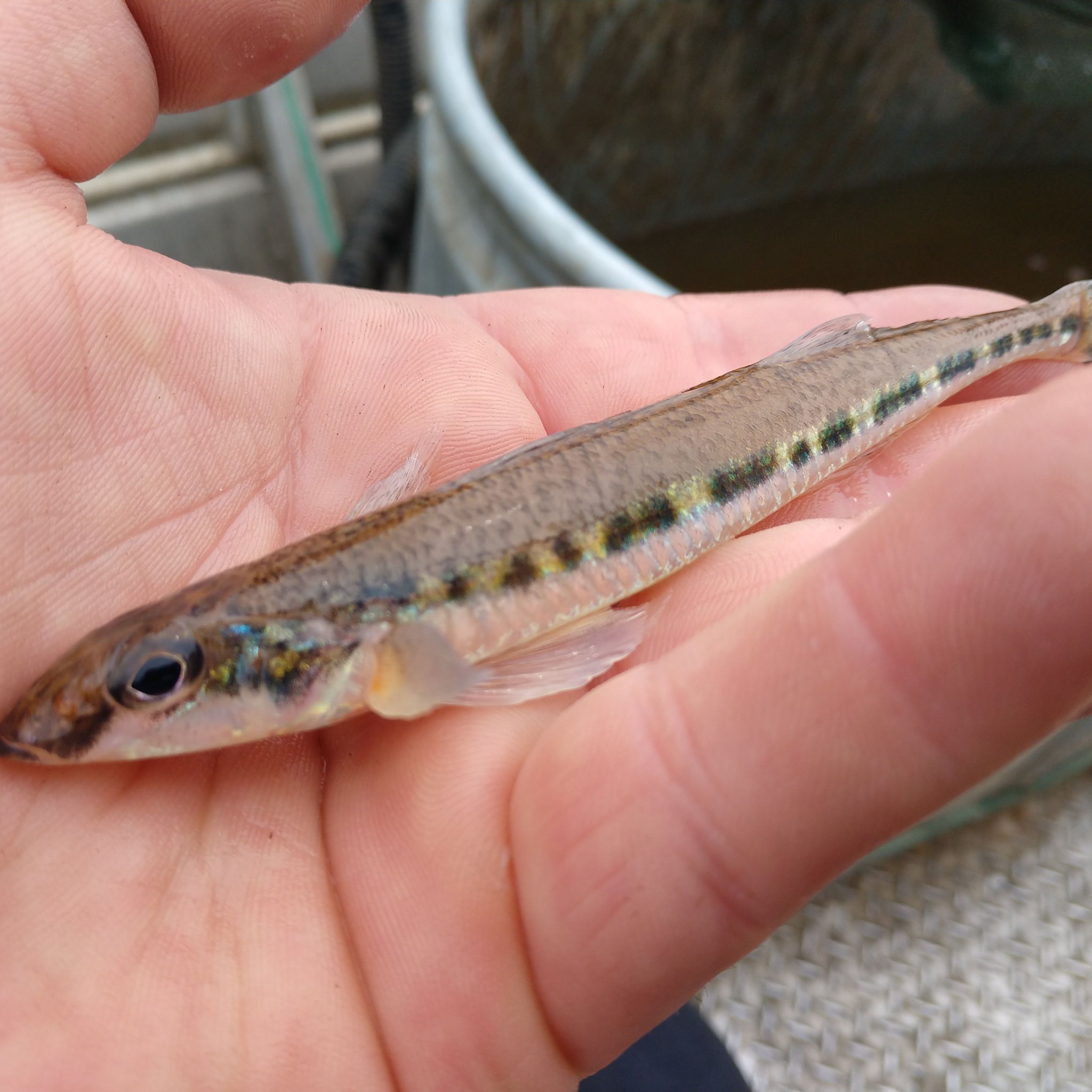 jern bibliotek magi Iowa DNR on Twitter: "No, this isn't a baby fish. It's an adult crystal  darter, a rare find! Our crews have documented crystal darters in Pool 13  of the Mississippi River for a few years. They live in course sand, pea  gravel &amp; glacial till. More info: https://t