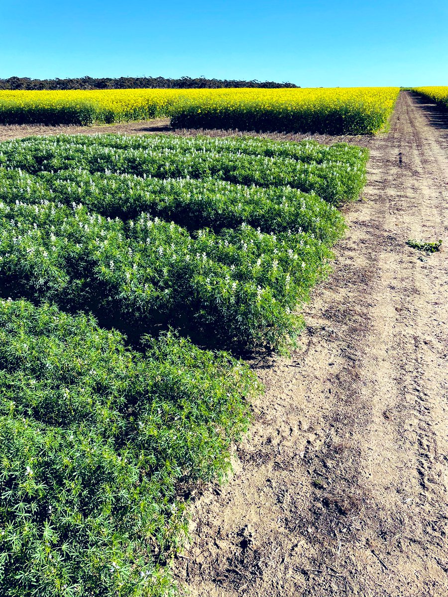 Patrick Head tweet media