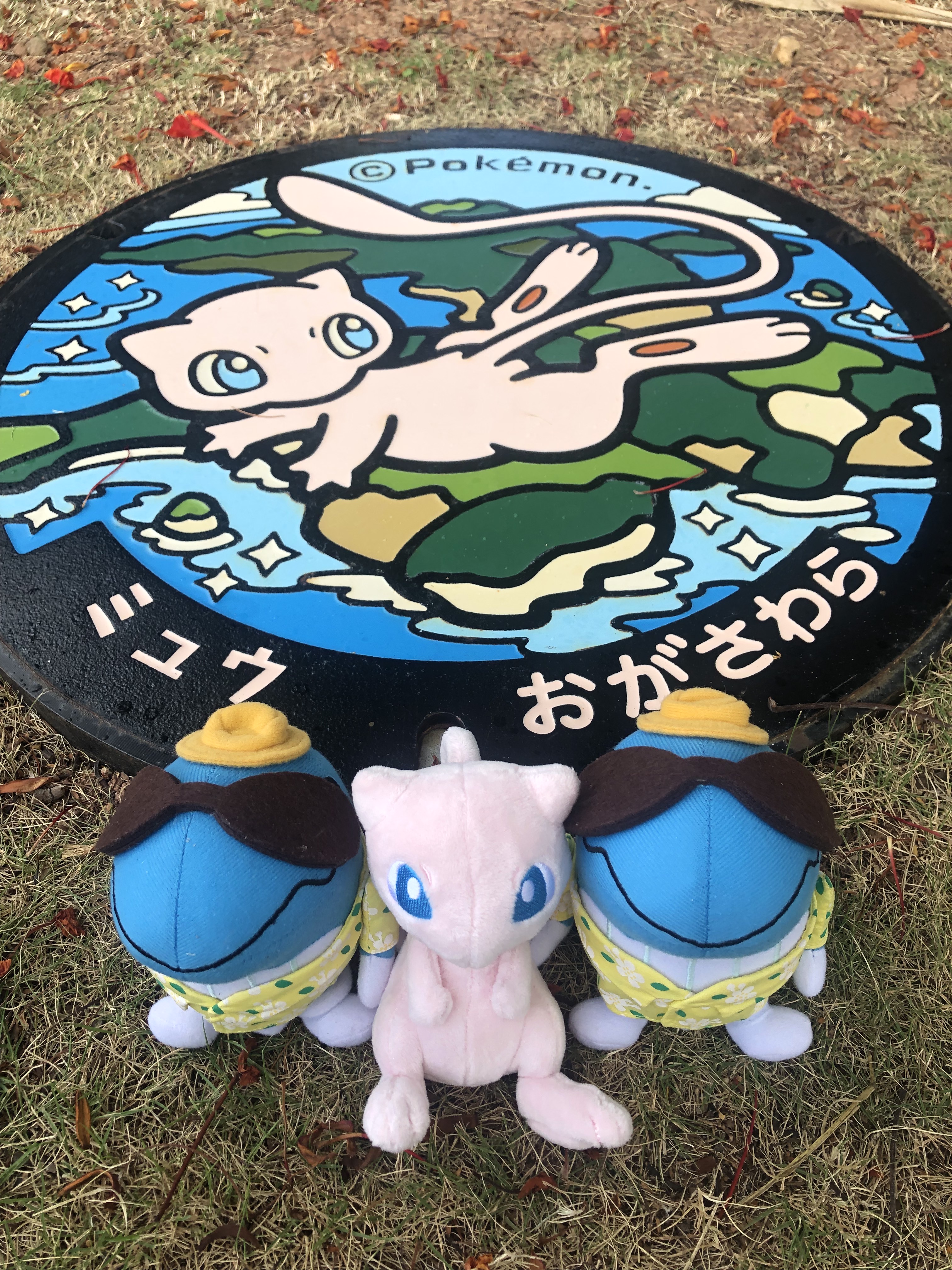 小笠原村観光協会【公式】 on X: 