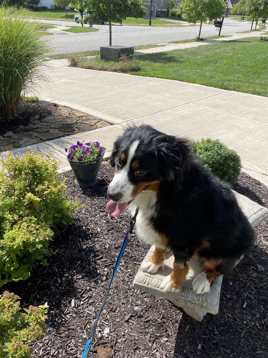 TornadoTeds's tweet photo. Teddy loves the cool fall weather, especially on #TeddyTuesdays! She is looking extra dapper with her fur brushed out and ready to #rumble! #fall #bmd #berner #bernese #bernesemountaindog #explore #tuesday #dogsoftwitter #teddy #bear #dogs #teddytwist #tinyteds #teenyteds https://t.co/FPvCO9nv4X