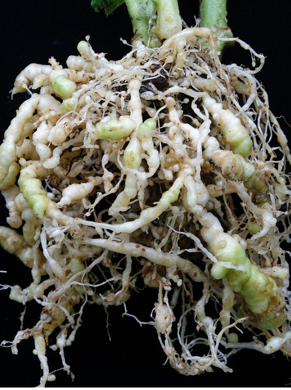 SzannaAg's tweet photo. #Nematodes are microscopic worms that live in soil and feed on #plantroot causing wilting and yield reduction.
We provide #nematodetest service and sustainable management #practices to avoid the spread on various crops https://t.co/ikoRvG4aZ9