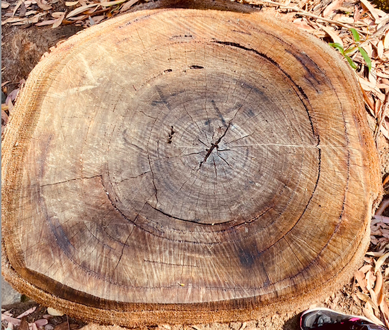 <a href="/NumeracyNow/">NumeracyNow</a> <a href="/CatholicEdParra/">Catholic Schools Parramatta Diocese</a> 
 #photoaday #stem #mathematics #science #growth