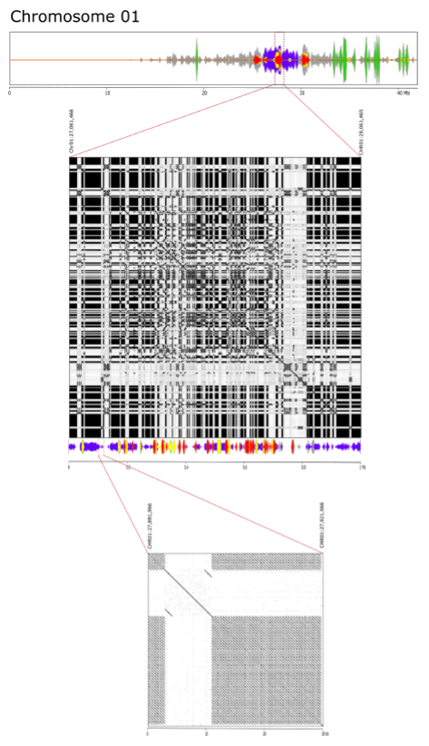 J_M_Aury's tweet photo. Telomere-to-telomere and gapless chromsomes of banana using @nanopore sequencing is now out in @CommsBio. Closed centromeres and architecture of large rDNA clusters. https://t.co/3TgEauHpIb https://t.co/Ypfyphu2i7