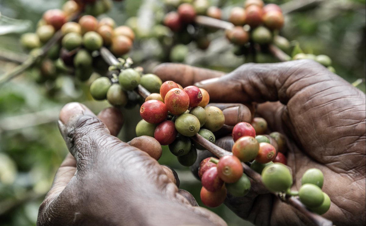📰 COVID-19’s socio-economic effects will likely cause another severe production crisis in the coffee industry, according to a Rutgers University-led study.
 bit.ly/3iAAUaE