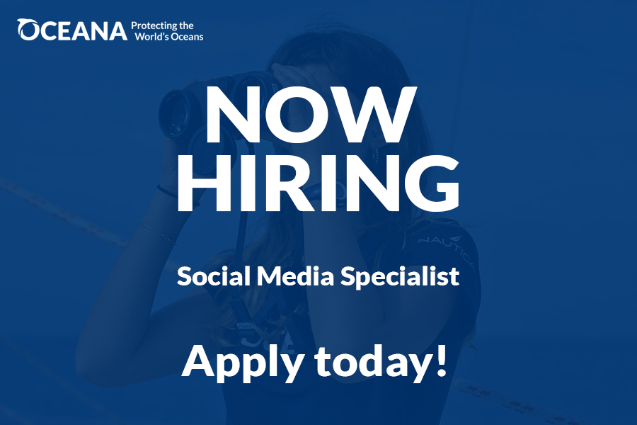 OceanaEurope's tweet photo. Do you have a passion for the Ocean? π Are you looking for an exciting job in #sciencecommunications? π‘
π Then look no further, apply today! https://t.co/9lUTTCInrU
#jobsDenmark #jobsBrussels #jobsMadrid #jobseearch #HR #marinescience #communications #JobSearch #JobOpening https://t.co/QQflyNwOoy