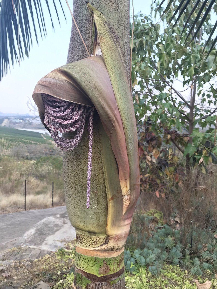 gardenxplorer's tweet photo. Palm tree flower of seed pod? Beautiful anyway! #palmtree #flowerphotography #GardenersWorld #garden #awesome #NaturePhotography https://t.co/aNZsAspjGK
