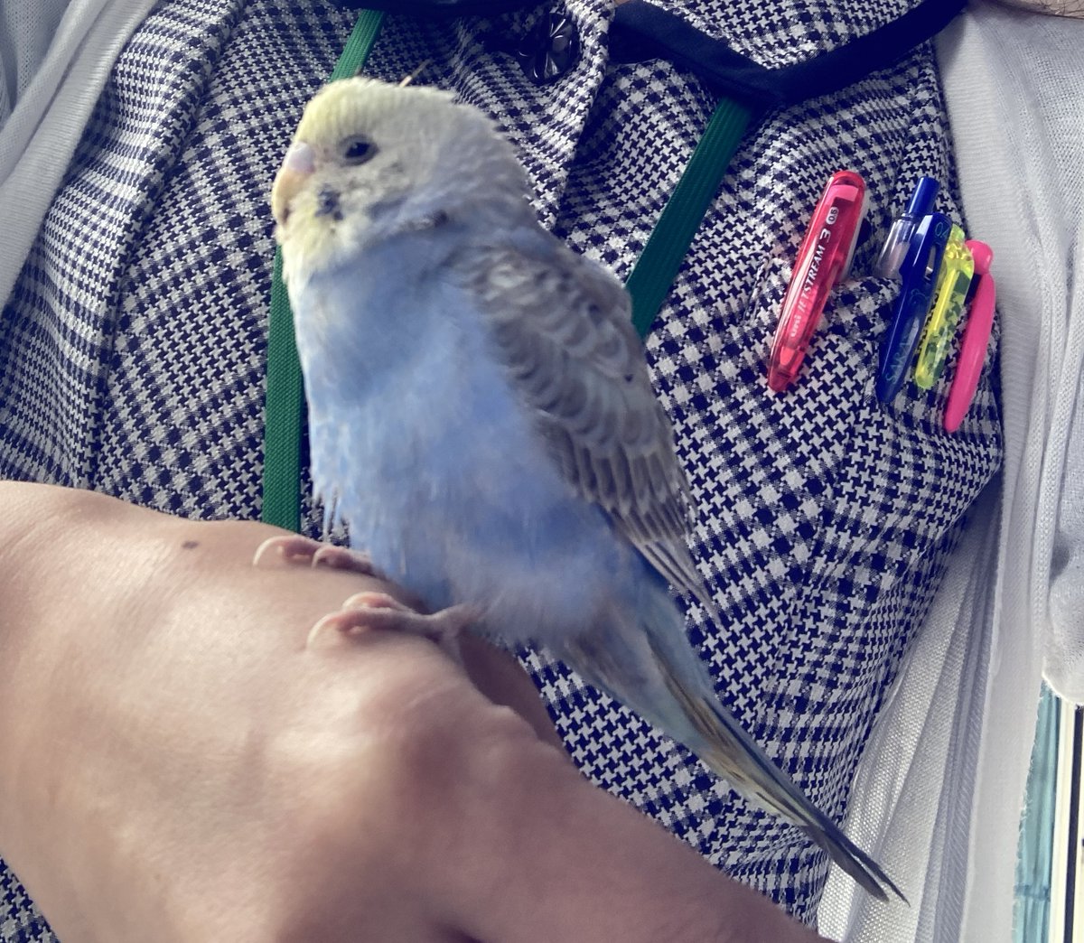 タグ 水色のセキセイインコ の注目ツイート メガとんトラック