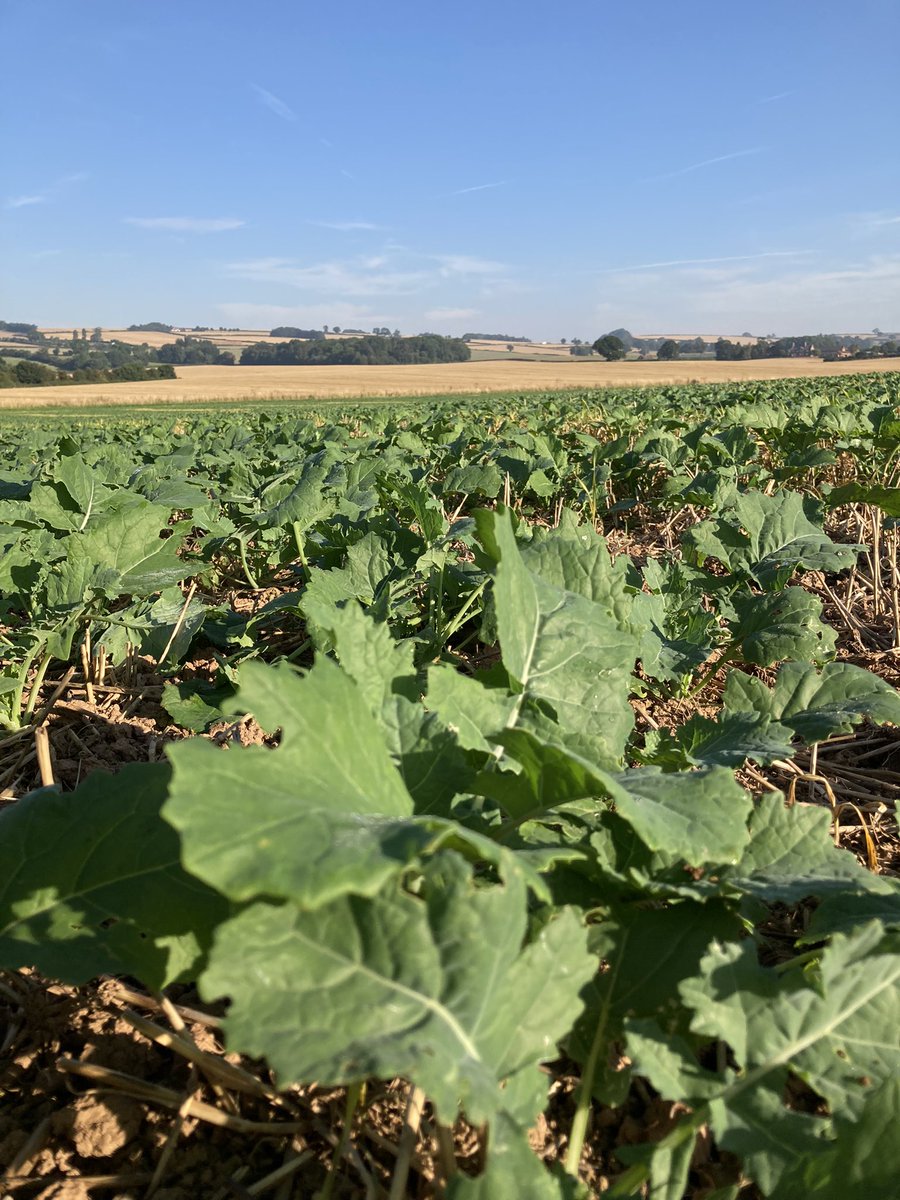 Turnip Yellows Virus in OSR

Great to see varieties like <a href="/LGSeedsUK/">LGSeedsUK</a> Amerone (pictured) coming along with TuYV resistance. This combined with its vigour in autumn helping us get away from reliance on insecticides. All this from a conventional variety too 👌

@Hutchinsons_Ag