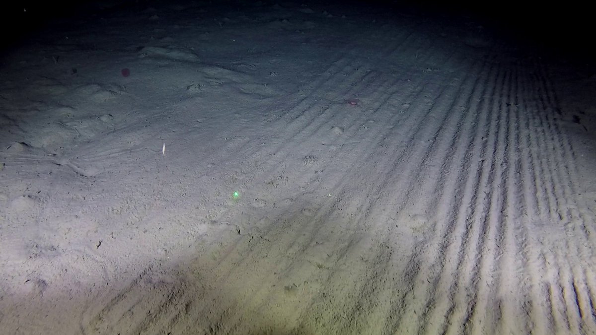 Our new paper describes #deepsea habitats, vulnerable marine ecosystems (#VME) and trawling impacts in #Greenland by <a href="/GCRC_GINR/">GCRC</a>, <a href="/ZSLScience/">ZSL Science</a>, <a href="/OfficialZSL/">ZSL</a>, <a href="/UCLgeography/">UCL Geography</a>

ICES J Mar Sci: doi.org/10.1093/icesjm… 

@ICES_ASC <a href="/OxfordJournals/">Oxford Journals</a> <a href="/OUPAcademic/">Oxford Academic</a> <a href="/PJSJones/">Peter Jones</a> <a href="/London_NERC_DTP/">The London NERC DTP</a>