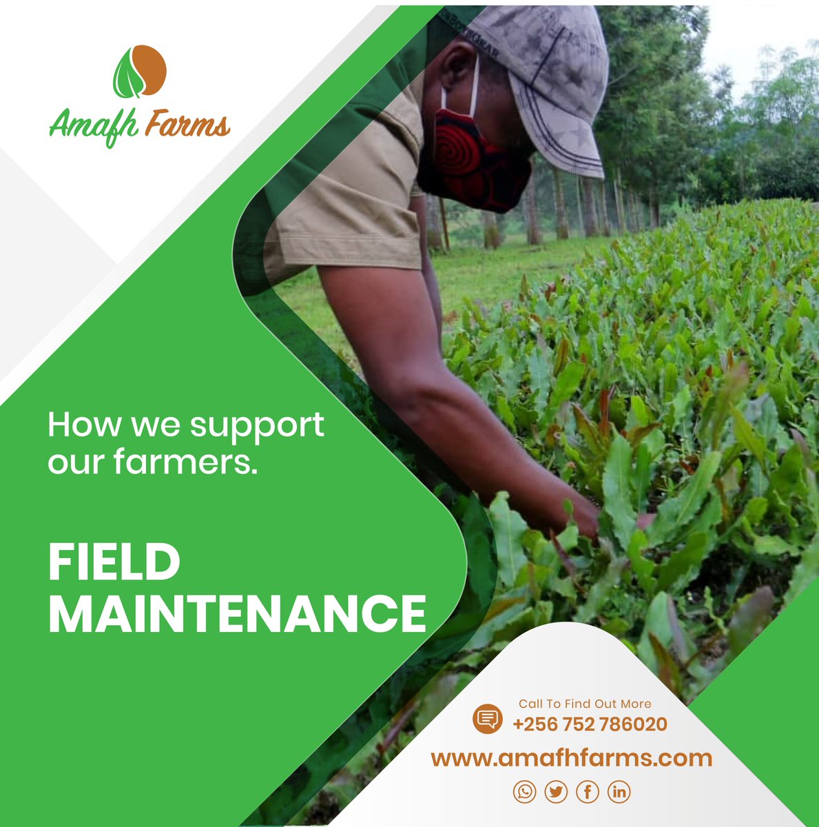 amafhfarms's tweet photo. We provide technical advice on orchard maintenance and post-harvest handling of macadamia nuts.

#agriculturelife #sustainableagriculture #agricultureworld #farmingphotographydaily #plant20 #farm #farminglife https://t.co/1P2GqDH5B5