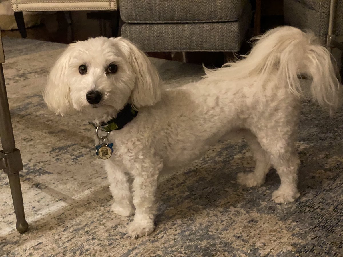 SirBailey2's tweet photo. What’s happening? That’s what Twitter asks. What’s happening is Mommy is concerned about my potty again 😳😳😳🐶🐾 #guessiwillgo 🙄 #thisissoannoying #dogsoftwitter #adogslife #doggo #peys #ineedadoggiedoor 😁🙄😇 https://t.co/sqNlmcJ2Sl