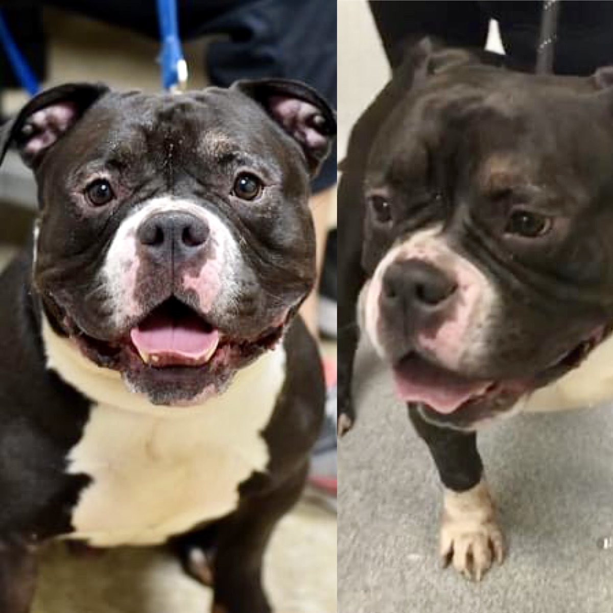 babar2's tweet photo. @RuleHistorians @Shellie02032709 ARIES #120818 DOES NOT DESERVE TO BE KILLED BECAUSE OF HUMAN STUPIDITY & NEGLECT 💔❣️🆘 i pledge $15 USD with my prayers that sweet ARIES #120818 WILL BE #RESCUED #SAVED #ADOPTED #FOSTERED #PLEDGES #2SAVE ON DEATH ROW💔🆘 Pledges via @TomJumboGrumbo https://t.co/x1eHdd7ZVb💔