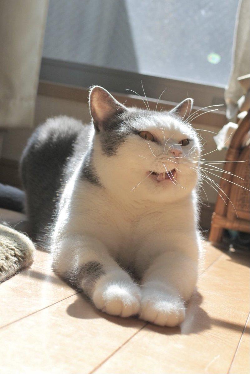 gintaro_nya's tweet photo. いい感じのあくびが撮れました☺️

#猫好きさんと繋がりたい #猫モフー #猫写真 #ブリティッシュショートヘア https://t.co/DNDqpZ8Hdp