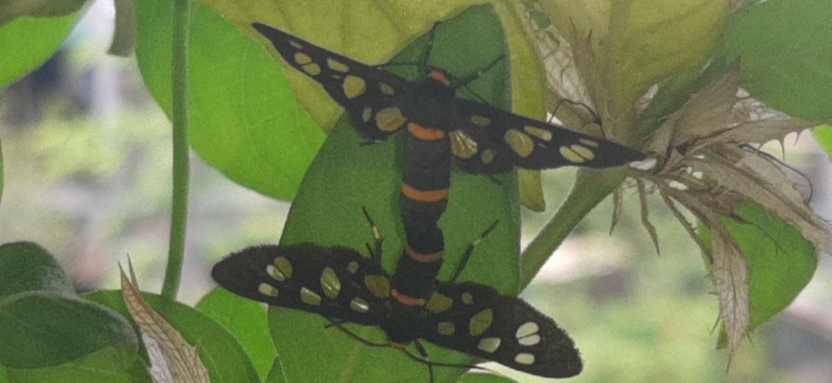 Two Handmaiden moths mating in my garden. #IndAves #IndiWild #photography #naturephotography #gardenphotography #insect #Arthopoda #KingdomArthopoda #moth #mothphotography #butterfly #butterflyphotography #garden #GardenersWorld #insectphotography.