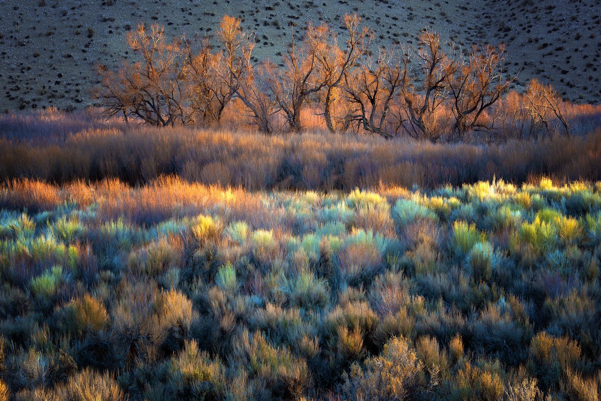 Brush Strokes 
The more time I spend in nature the more I am inspired to create. 
In the heart of Owen’s river valley in the Eastern Sierra came across this patch of wilderness glowing at sunrise.