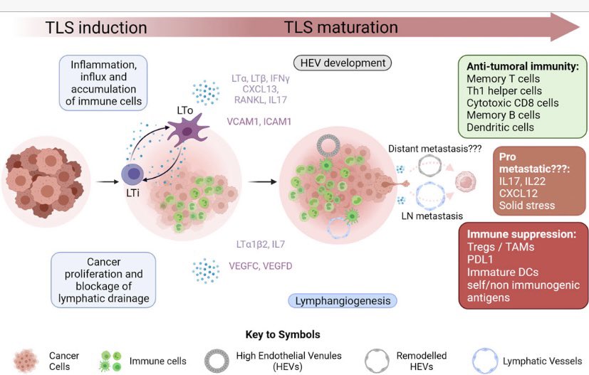 Kenrickng1's tweet photo. https://t.co/sFb0NGB9n6 Our review on #TLS and its role in metastasis in cancers now published in @FrontMolBioSci. Congrats Rami Mustapha for steering this piece. #cancerimmunology #metastasis #lymphoidstructures @uclcancer @KCLcancer_pharm https://t.co/LiYM5YWmTM