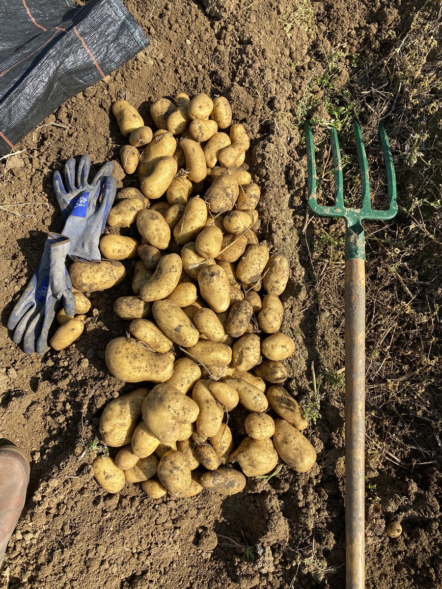 Prélèvement dans une parcelle de Michelle produite en Agriculture Biologique. Un très bon résultat pour l’année compte tenu de la pression Mildiou. Les tubercules sont bien formés, de gros calibres, avec une belle peau et sans présence de Mildiou ou pourritures.