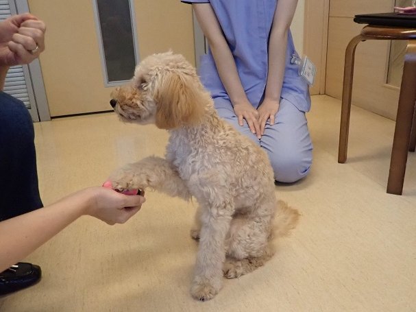 ほさか動物病院 Hosakahacchi Twitter