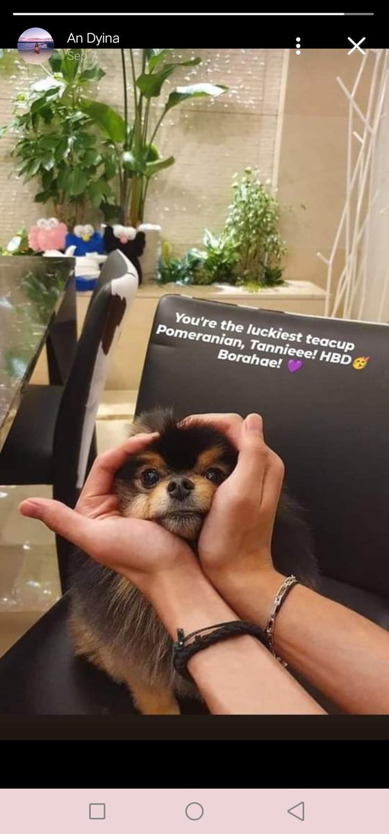 dyiiina's tweet photo. late for this tweet but I posted you on my story Tannie! Cheers to 4yrs of being the luckiest teacup Pomeranian, Kim Yeontan! 🥳 https://t.co/1lqUMwhnZE