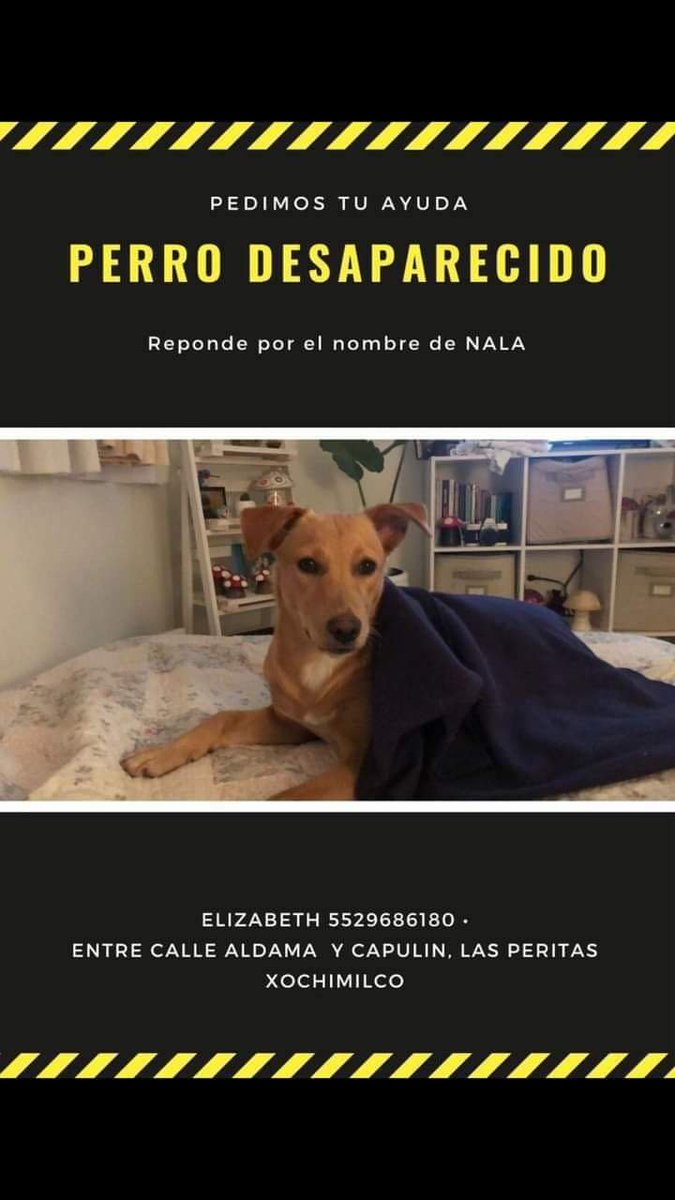 Mascotas Sismo tweet media