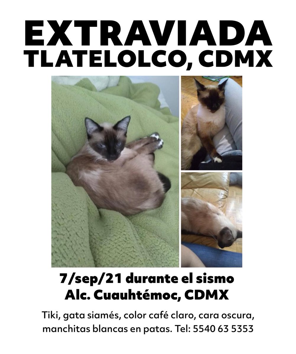 Mascotas Sismo tweet media