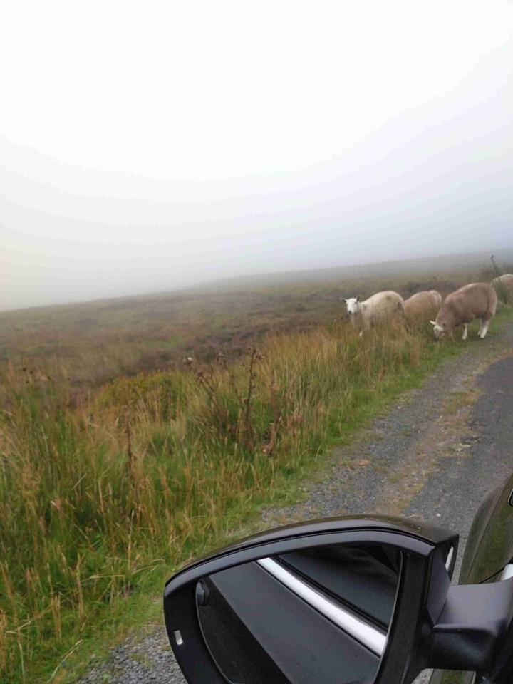 The Fog and the Wooly 
Delighted to be traveling again. #HelloIreland #TravelTuesday 

tmibitw.com/2021/09/the-fo…