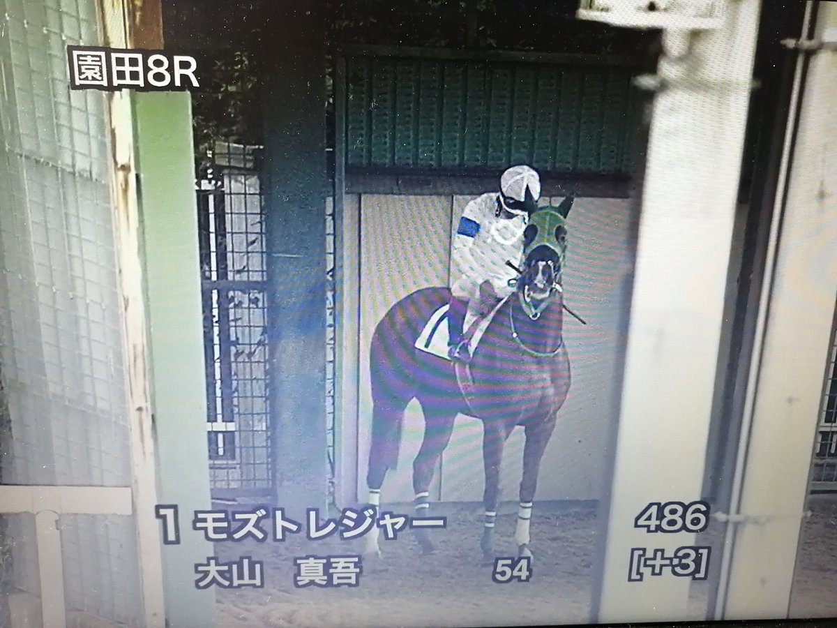 モズトレジャーさん、上位にくるか否か以前の問題でした。次回の能力検査(9月14日)までまだ時間はあるので、今日からゲート練習がんばってくださいね。