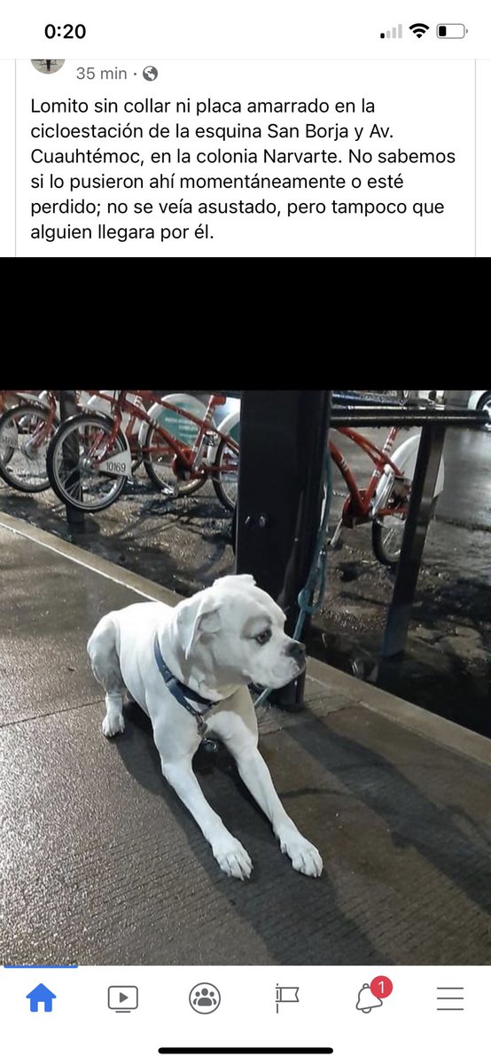 De Facebook : Reportan perrito blanco amarrado a una estación de eco bicis en SAN BORJA y av Cuauhtémoc <a href="/BJAlcaldia/">Alcaldía de Benito Juárez</a> <a href="/AccionesBJ/">Acciones BJ</a> <a href="/PrrosPerdidosMX/">PerrosPerdidosMx</a> <a href="/MrElDiablo8/">JORGE BECERRIL JB/8</a> <a href="/perritosmexico/">Perritos en México</a>
