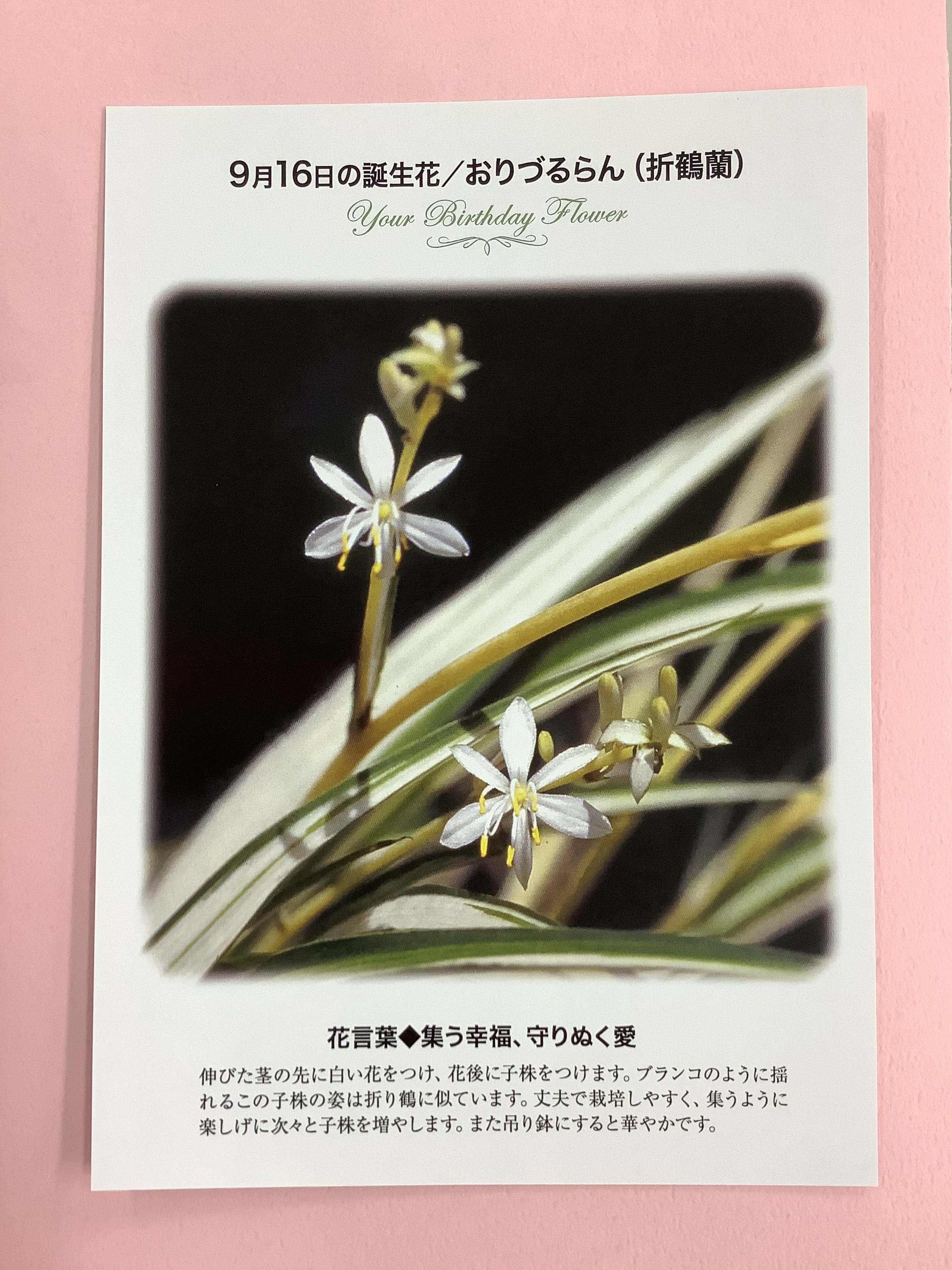 紀伊國屋書店 梅田本店 誕生花ポストカード 9 16の 誕生花 は おりづるらん 折鶴蘭 伸びた茎の先に白い花をつけ 花後に子株をつけます ブランコのように揺れるこの子株の姿は折り鶴に似ています 花言葉 は 集う幸福 守りぬく愛 只今