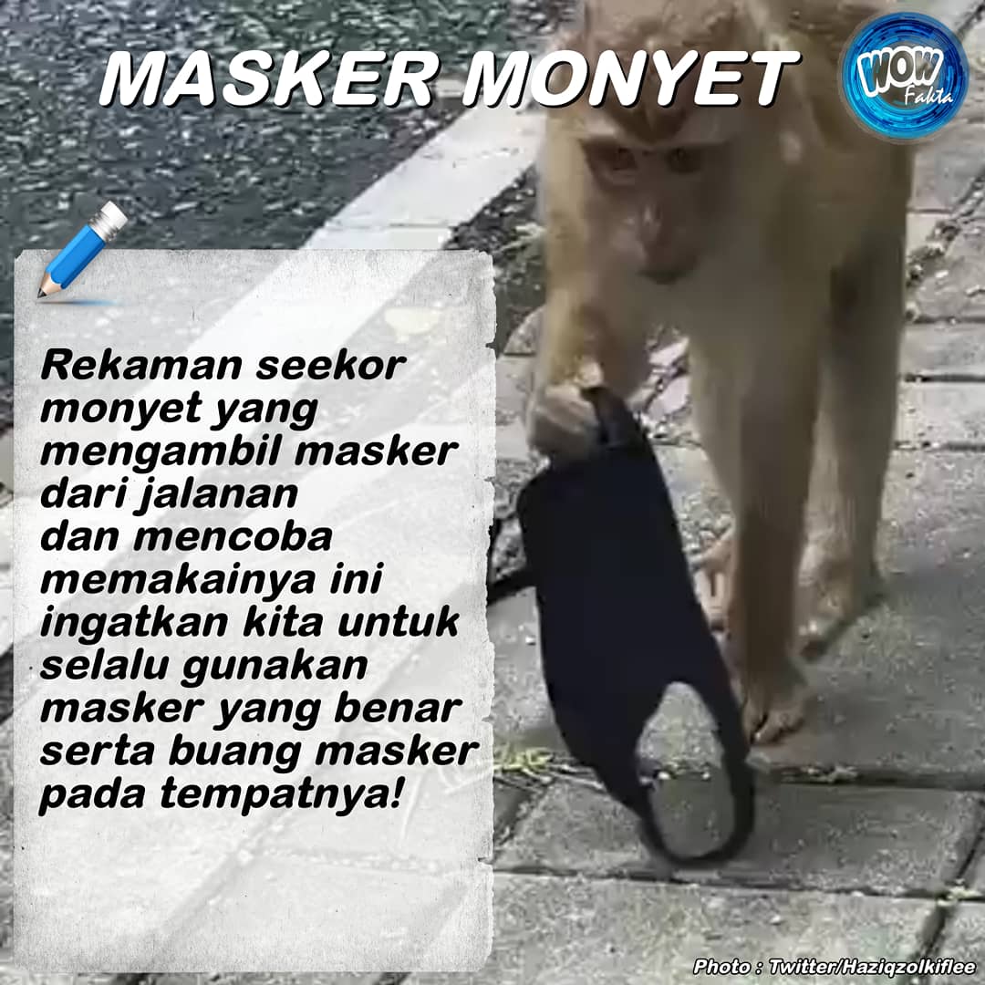 Video tersebut direkam dan diunggah oleh akun Twitter Haziqzolkiflee. Akun itu menulis : "Bahkan #monyet pun pintar dan bisa memakai masker, tetapi...⤵️
.
instagram.com/p/CTKQqoyB5Wq/…
.
.