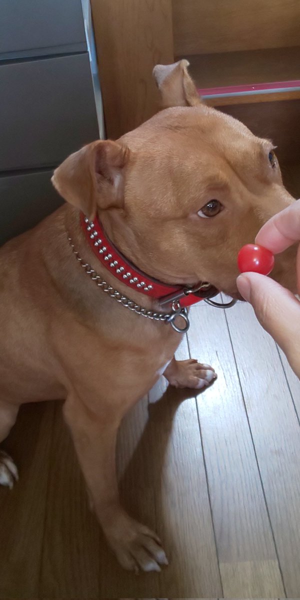 Top Tweets For 闘犬 Instalker Top Tweets For 闘犬 Instalker