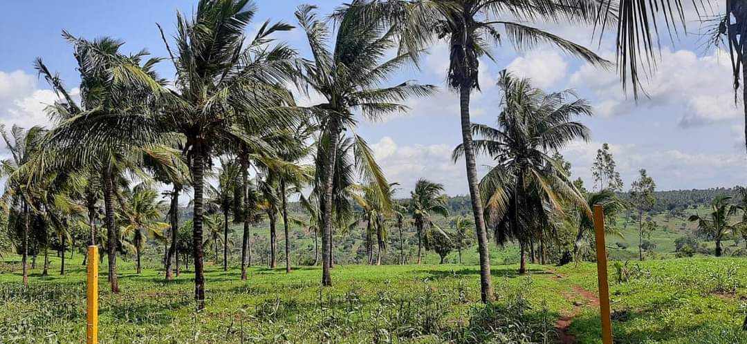 MwazoHerbert's tweet photo. LUCRATIVE PLOTS FOR SALE IN VIPINGO-KILIFI COUNTY.
The plots are located 1.4kms off Mombasa-Malindi highway in Vipingo.
They already have freehold title deeds
For more detailed information, follow @vfpropertiesmsa @KarimiNkatha 

#RealEstate 
#realestateinvestor 
#realestateagent https://t.co/Mj3kj0cBuU
